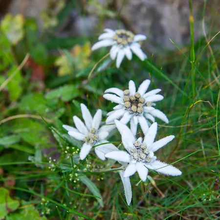 Heimat - Das Natur Hotel